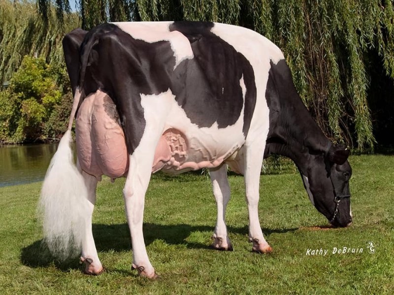 JEFFREY-WAY ADVENT DYNASTY EX&nbsp;95